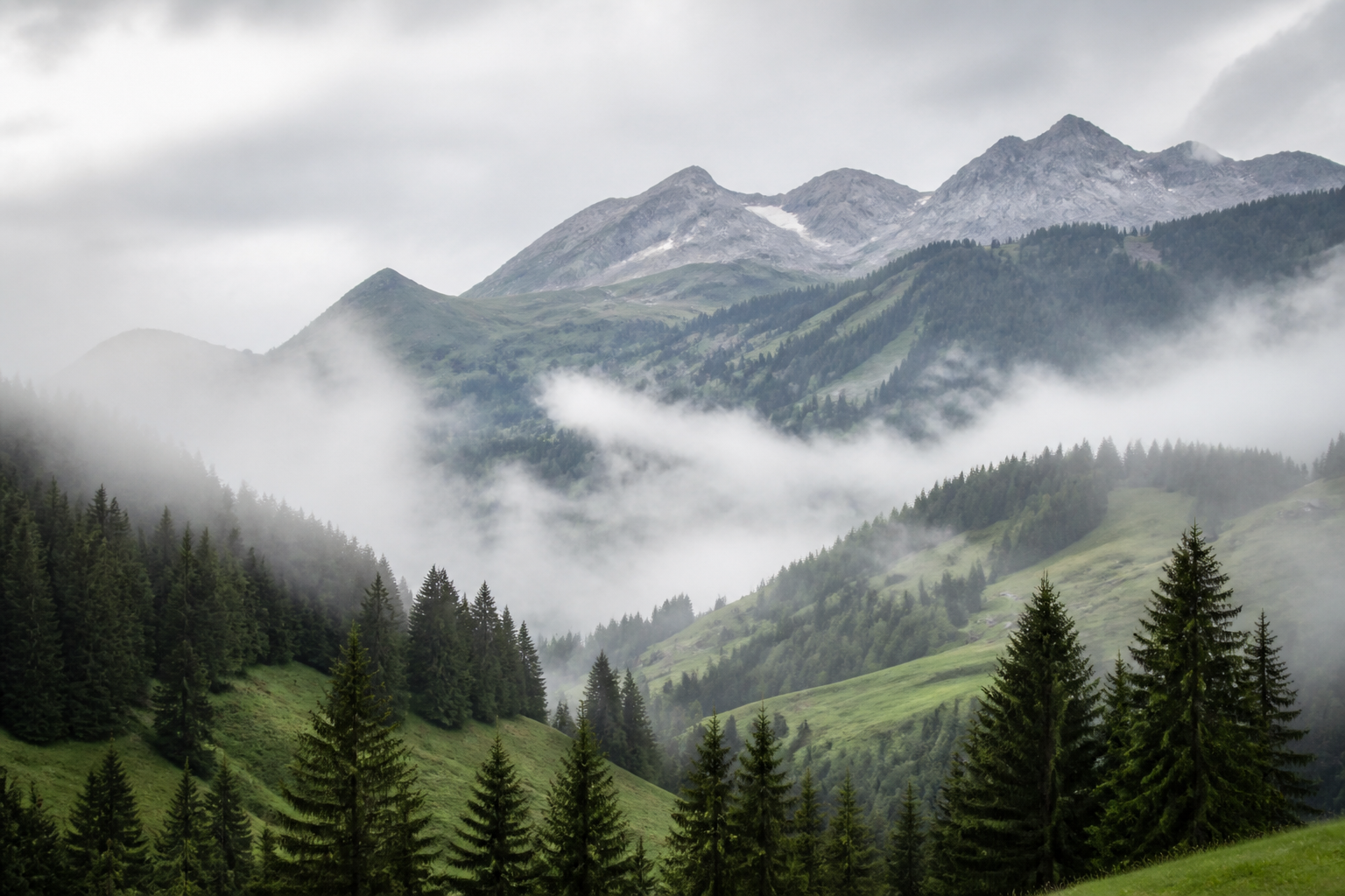 Misty pine forest valley in the Swiss Alps near Villars